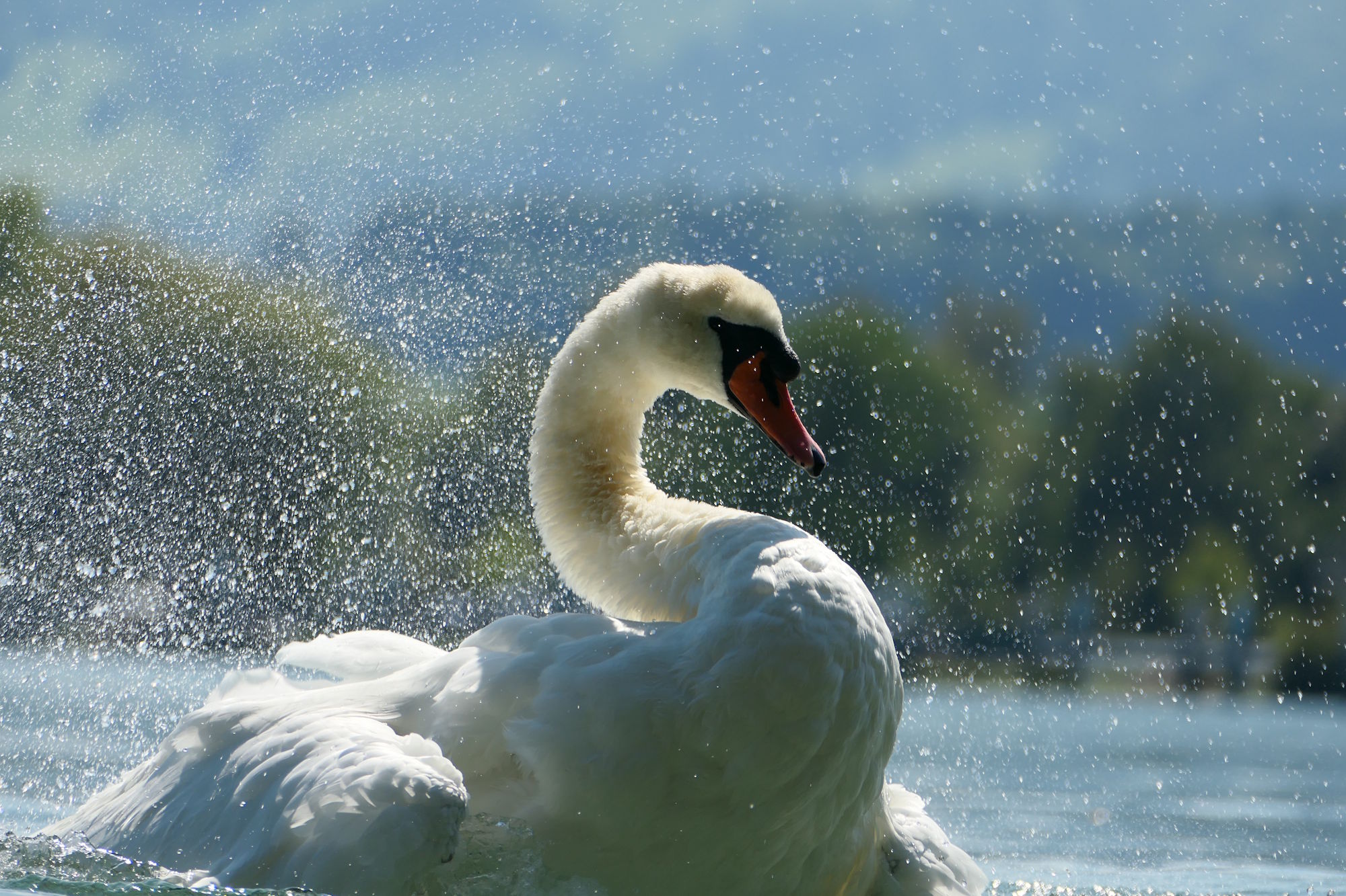 Swiss Swan